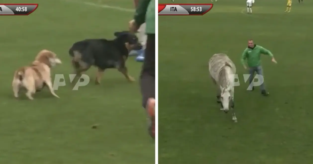 Собаки и лошадь (!) чуть не сорвали матч сборных Украины и Италии