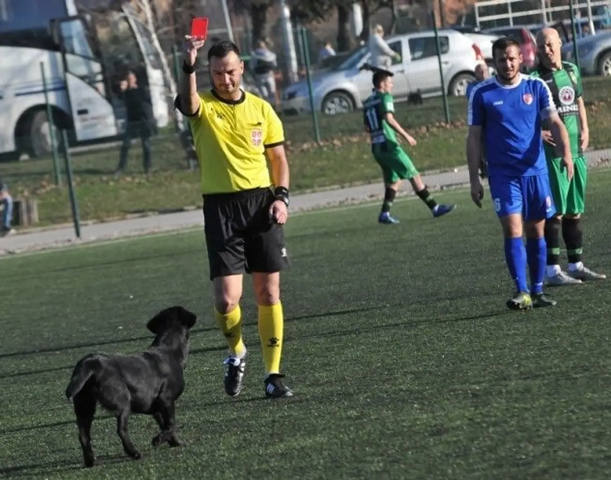 Очаровательный сюжет из Сербии: матч отменили из-за собаки! Она 4 раза выбегала на поле и даже получила красную 🐶