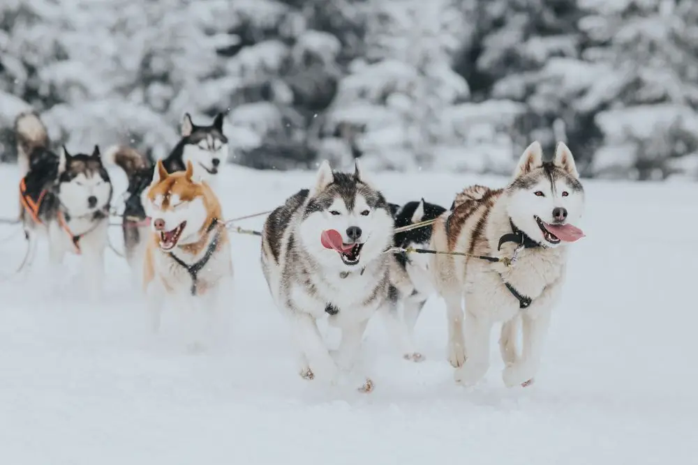 «Собача справа» – підбірка найцікавіших гонок на собачих упряжках