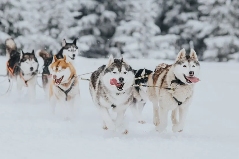 «Собача справа» – підбірка найцікавіших гонок на собачих упряжках
