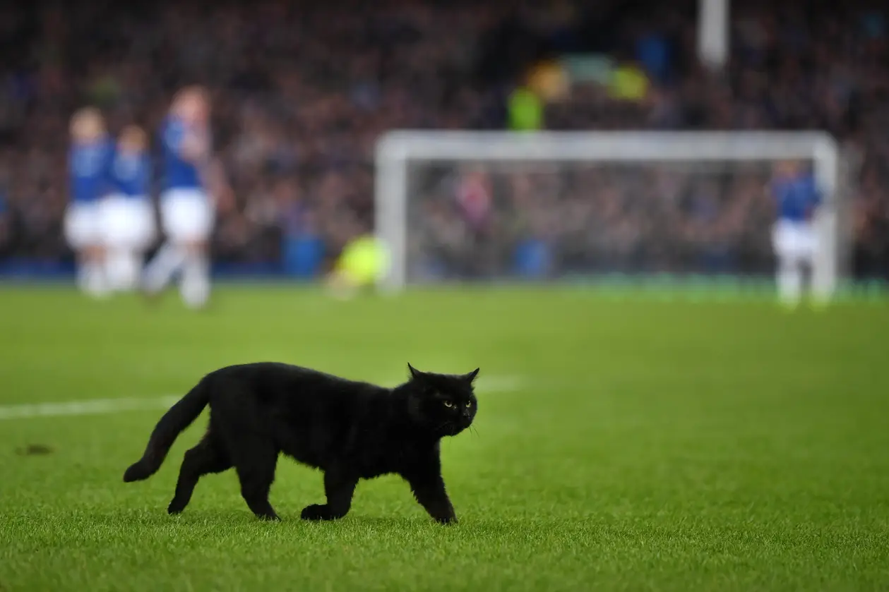 АПЛ в мире животных: кот остановил матч на две минуты, а голубь гулял на поле почти весь тайм