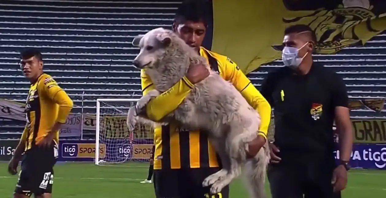 🐶 Доброта из Боливии: игрок забрал домой пса, который выбежал на поле с бутсой в зубах