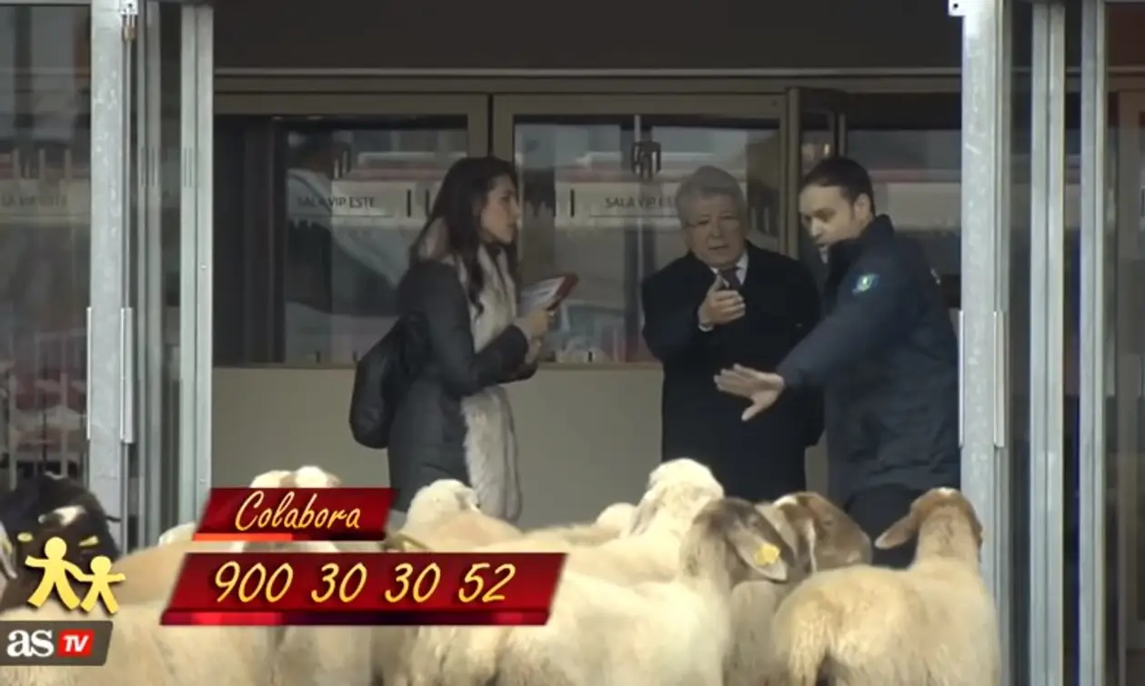 Президенту «Атлетико» пришлось защищать свой стадион от стада овец