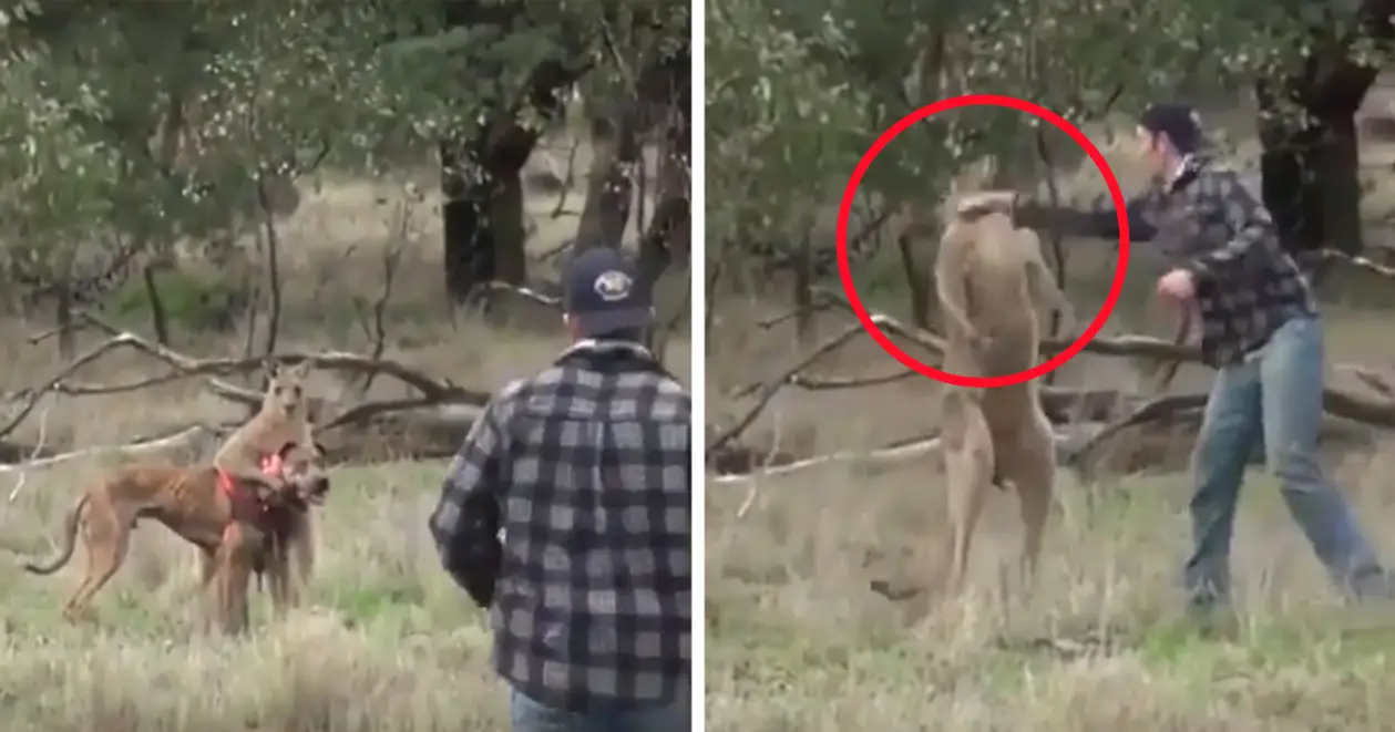 Мужчина отправил кенгуру в нокдаун за то, что он держал собаку. Что у них в Австралии вообще происходит?