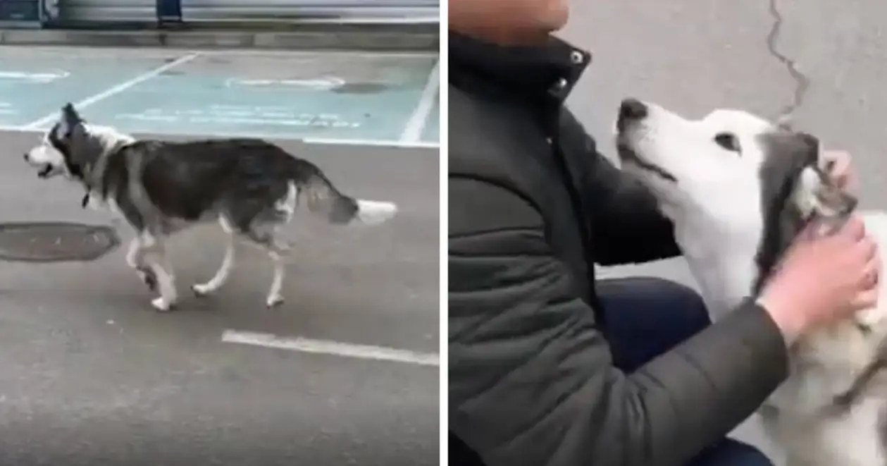 Відео дня. Загублений пес із Бучі нарешті зустрівся з господарем