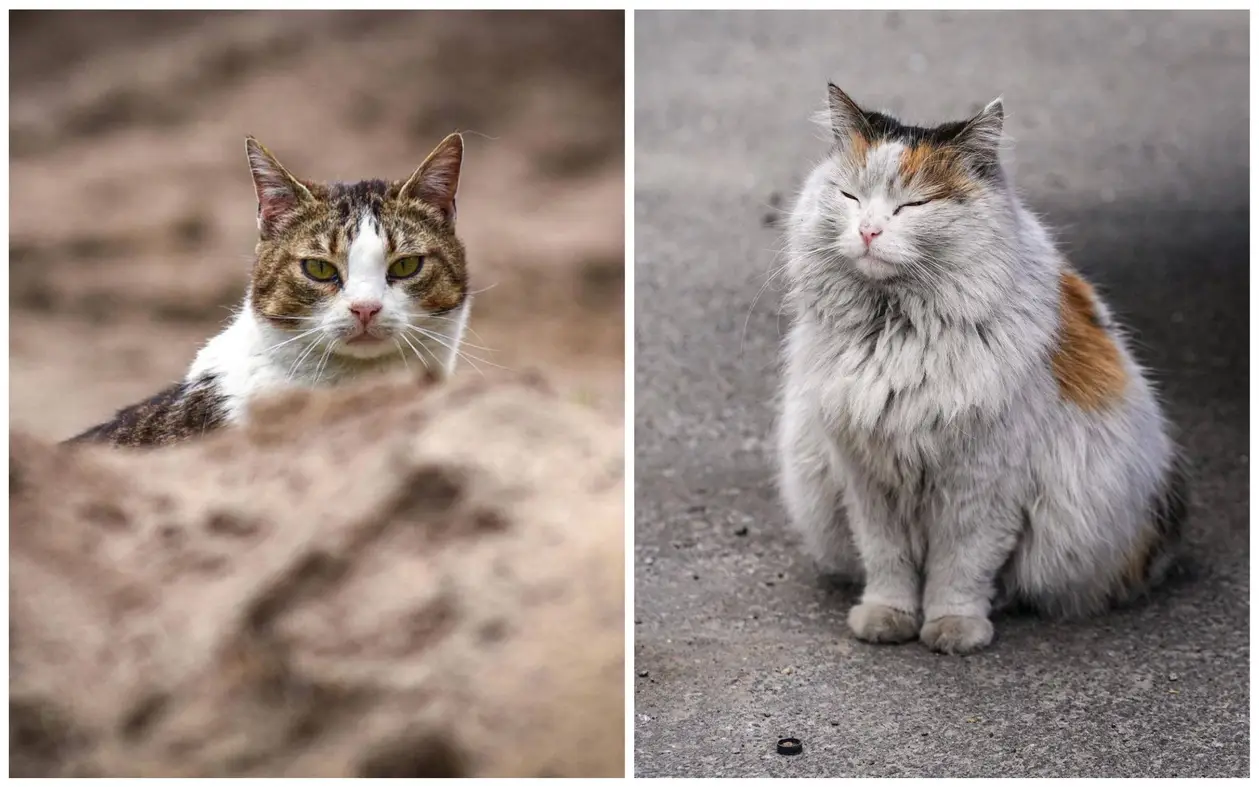 Київський фотограф знімає бездомних котиків. Чотирилапі теж залишися без домівки через війну