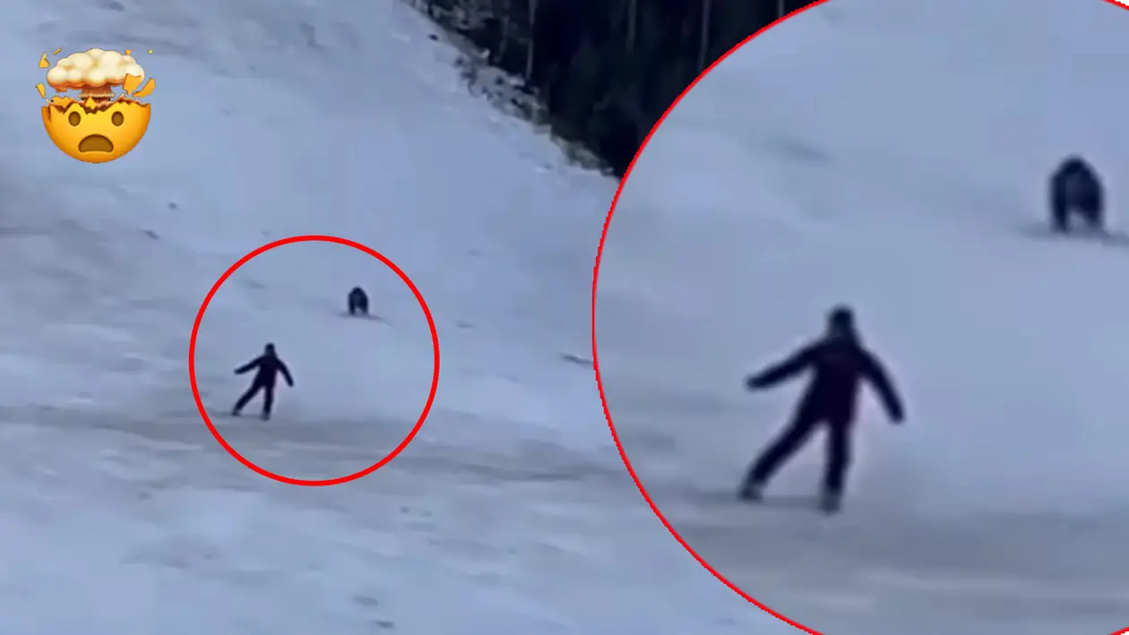 Медведь чуть не сожрал горнолыжника на трассе в Румынии. Пугающее видео
