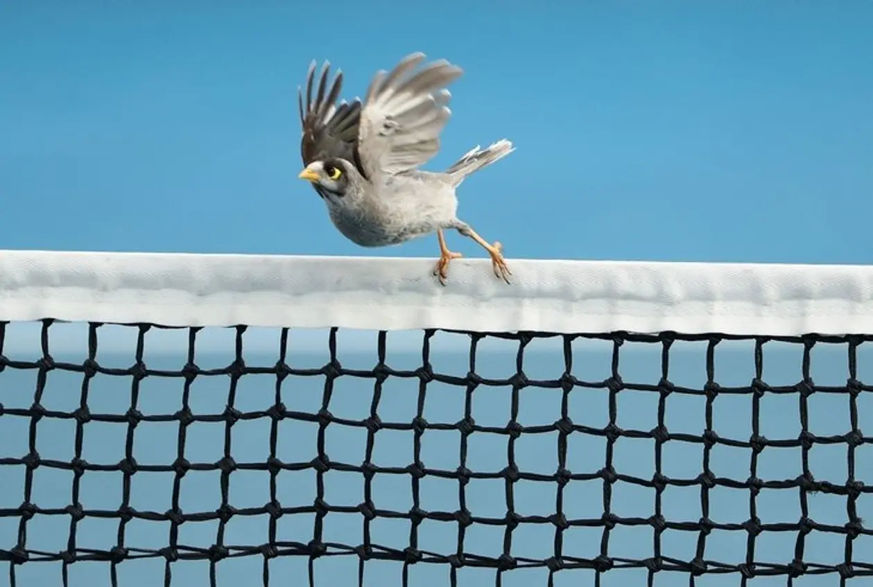 Прощаемся с теннисом в Австралии прекрасным фото: маленькая, но злобная птица