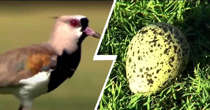 В Бразилии птица снесла яйцо во время футбольного матча