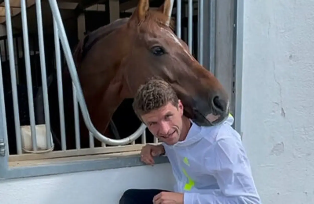 Мюллера критикуют за травму его коня Д’Ави (жеребец помогает бизнесу по осеменению лошадей). Что вообще происходит?