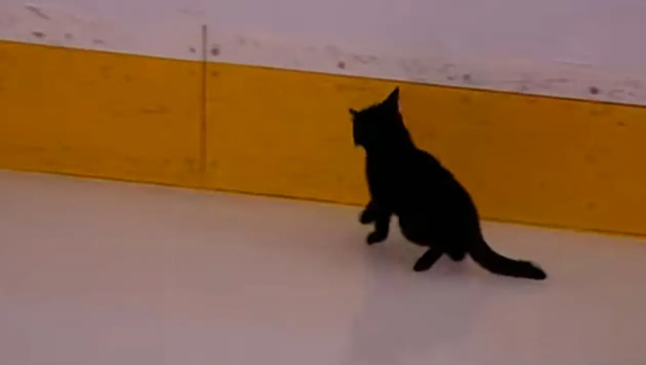 Котенок на льду перед матчем плей-офф НХЛ