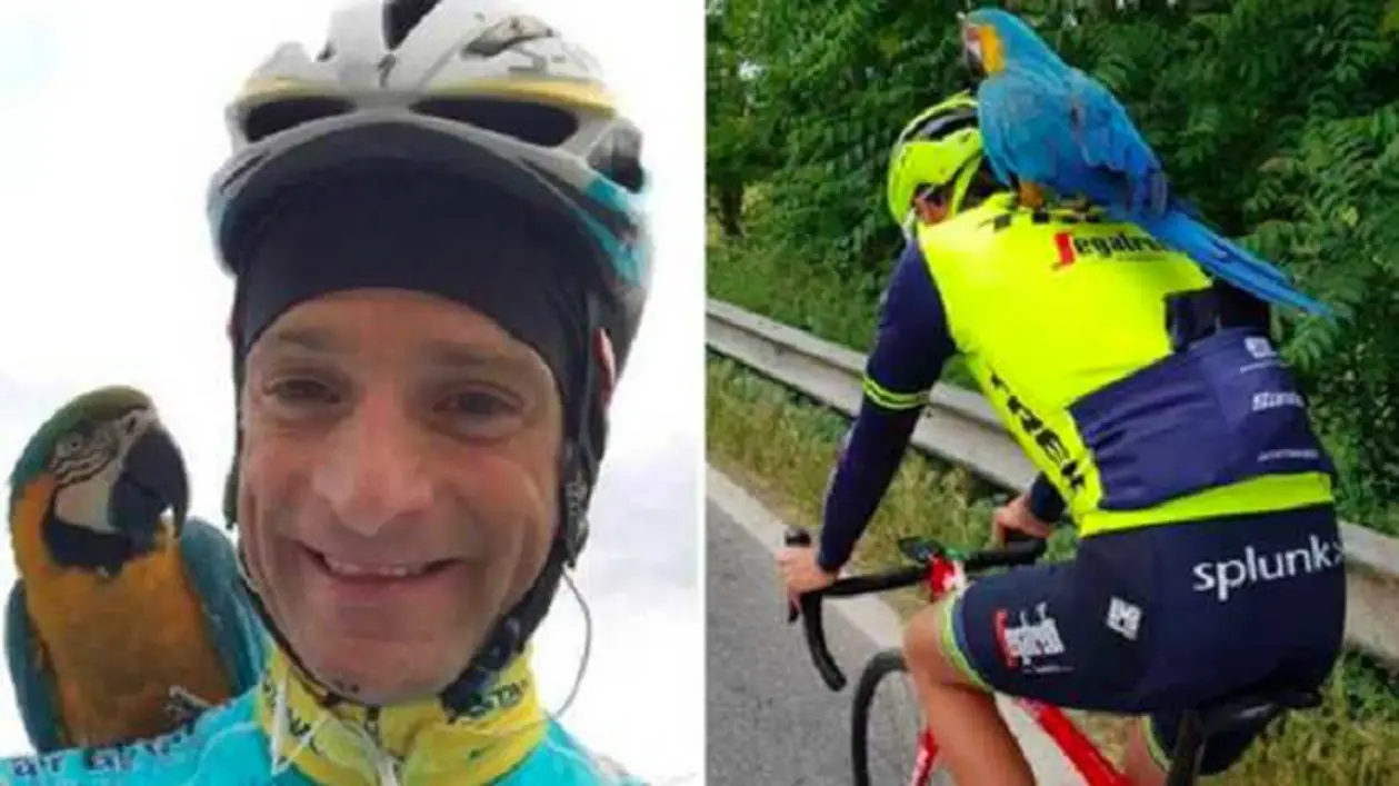 Помните попугая, который тосковал по погибшему велогонщику Скарпони? Теперь он катается с Нибали