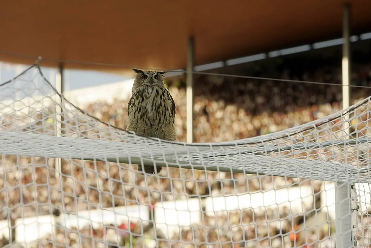 Збірна Фінляндії носить прізвисько «пугачі» через птаха, що залетів на стадіон та ледь не допоміг вийти на Євро