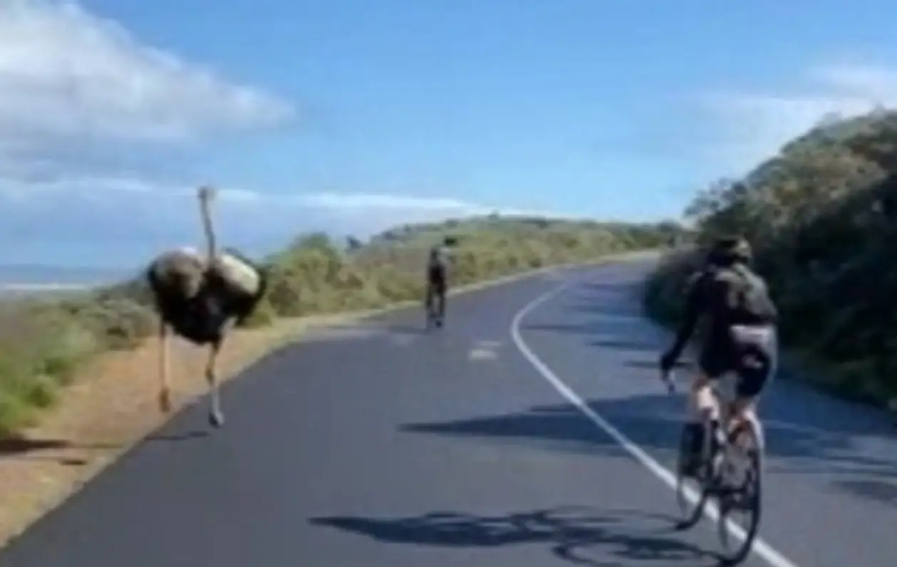В ЮАР прошла лучшая велогонка: страус рванул за пелотоном и почти догнал лидера