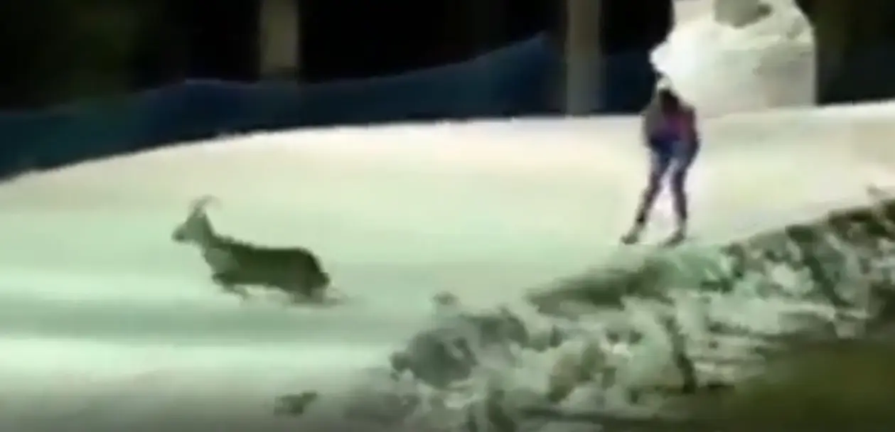 👀🦌 Видео дня. Российскую биатлонистку чуть не сбил олень на трассе в Нове Место