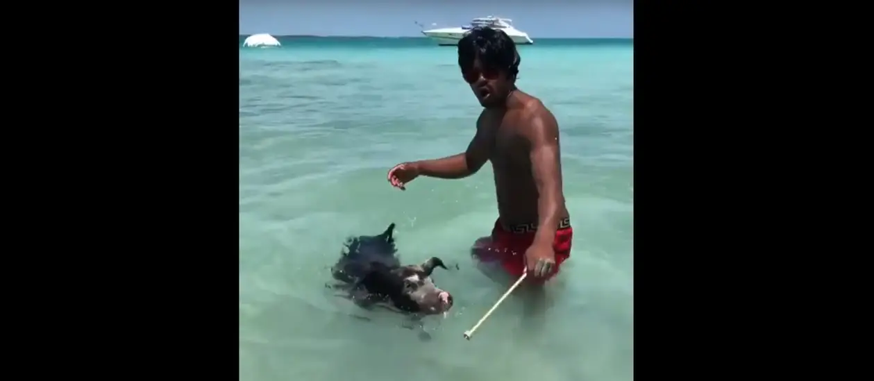 Эвра научил плавающую свинью корриде