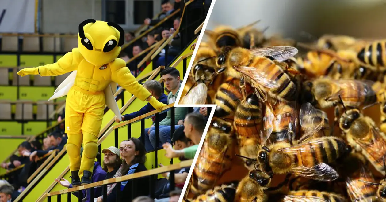 «Бджола vs окупант – 3:0». Черговий шедевр від «Київ-Баскета», який вам точно сподобається